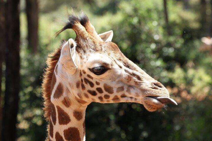 Elephants Orphanage & Giraffe Center Visite privée