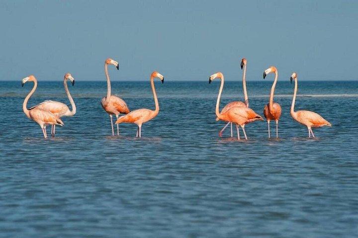 Tour the Mangroves in Kayak by Isla Holbox