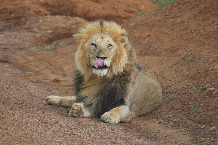 3 Tage Ol Pejeta Flug Safari