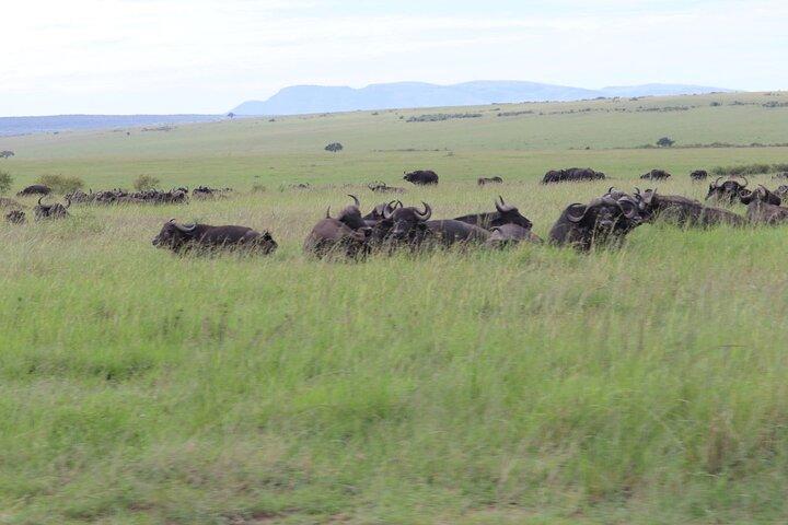 3 Tage Ol Pejeta Flug Safari