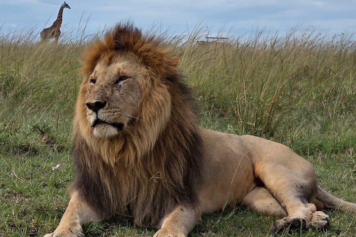 8 giorni Fauna selvatica del Kenya JEEP Safari vacanza