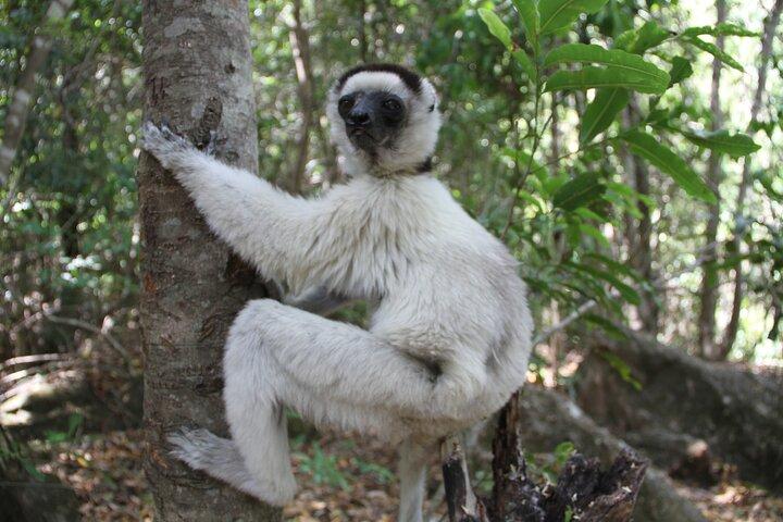 Adventure Tour i det vestlige Madagaskar | Natur og opdagelse