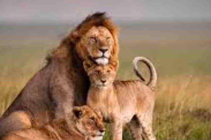 3 jours Maasai Mara avec hébergement