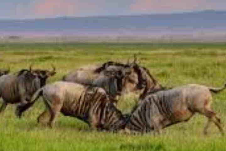 3 jours Maasai Mara avec hébergement