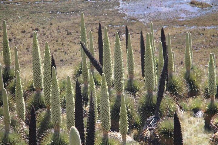 3Days 2Nights Classic Huaraz Tour Den bedste af den bedste daglige tur