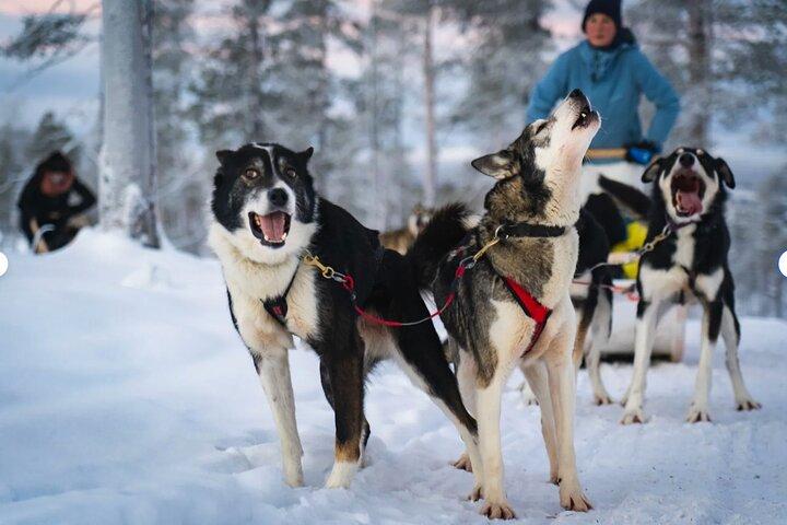 Husky Adventure 10 km