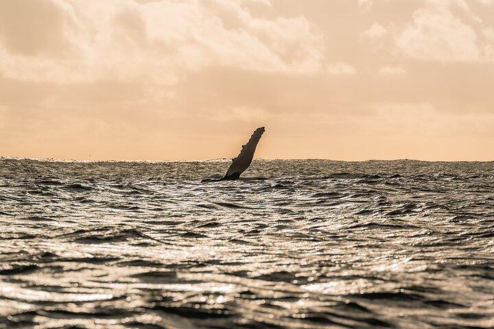 Observation des Baleines 6 personnes demi journée