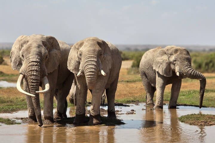 8 Days Kenya mid-range Safari Amboseli, Salt Lick Tsavo & Diani