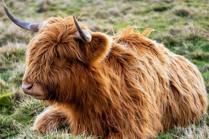 Invergordon Shore Excursion - Le meilleur des Highlands