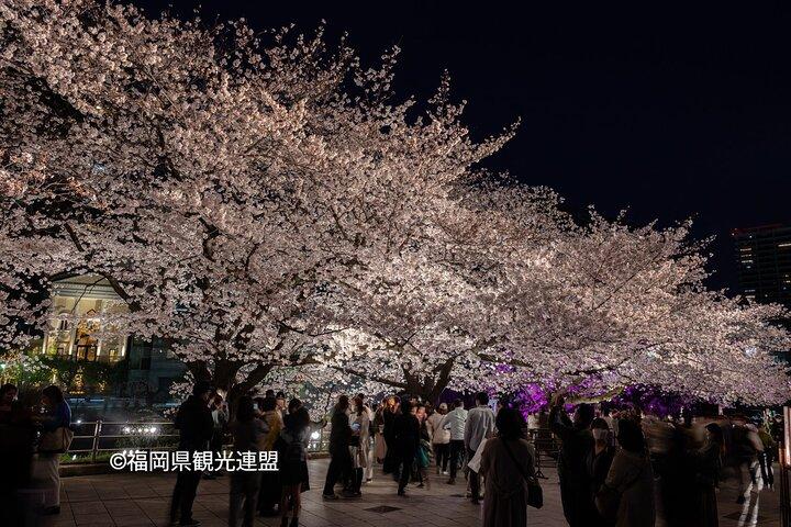 YokaBus Fukuoka Kirschblüte Berühmte Spots und Nacht Sakura Tour
