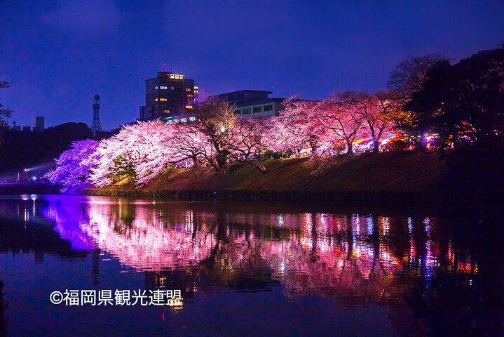 YokaBus Fukuoka Cherry Blossom Spots Famous Spots e Night Sakura Tour