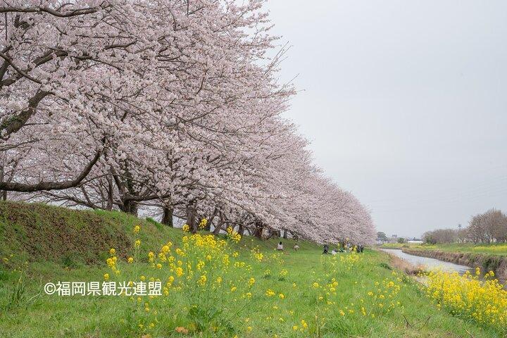 YokaBus Fukuoka Cherry Blossom Spots Famous Spots e Night Sakura Tour
