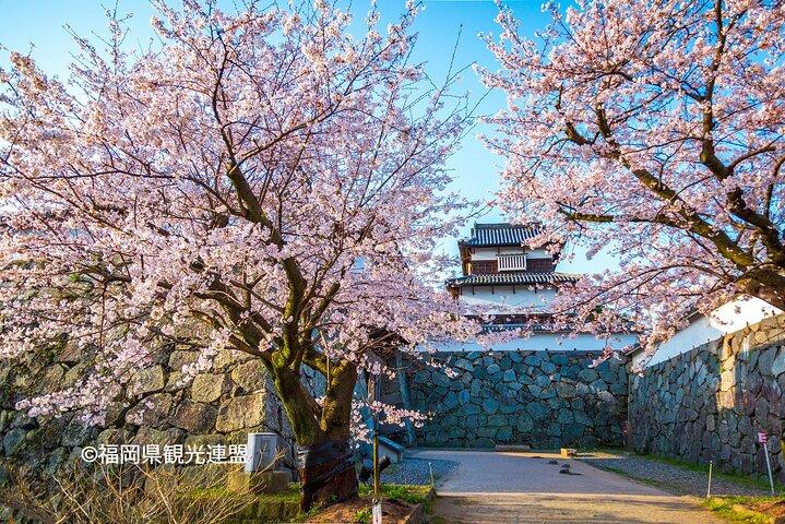 YokaBus Fukuoka Cherry Blossom Spots Famous Spots e Night Sakura Tour