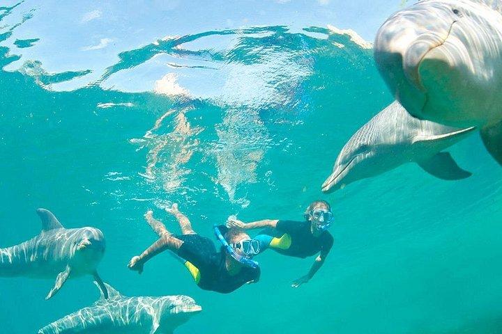 Ocean Symphony Dolphin and Whale Encounter in Mauritius