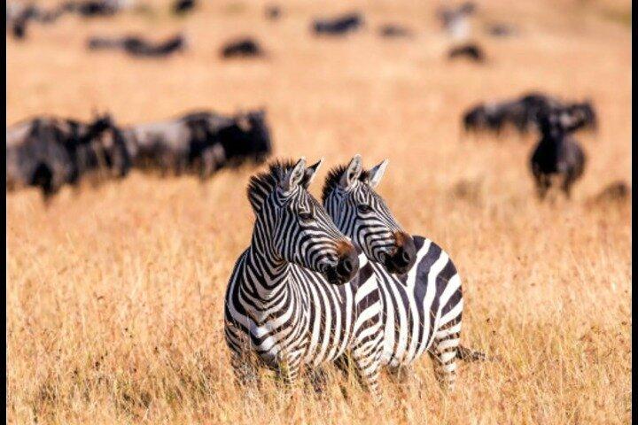 5 jours d'aventure au Kenya dans 3 parcs célèbres