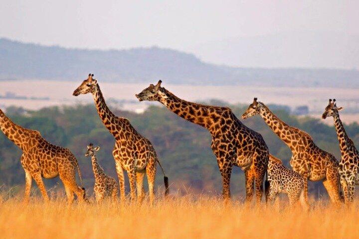 5 jours d'aventure au Kenya dans 3 parcs célèbres