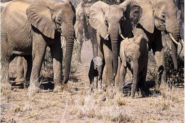 5 Tage Kenia Wild Safari Tour Abenteuer in 3 berühmten Parks
