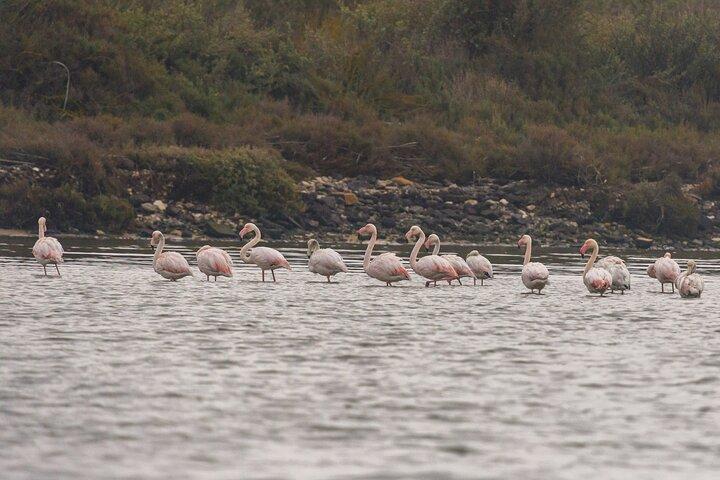 Lisbon: Birdwatching Boat Tour - Tagus Estuary
