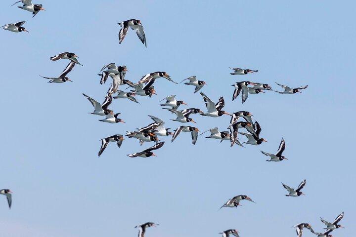 Lisbon: Birdwatching Boat Tour - Tagus Estuary