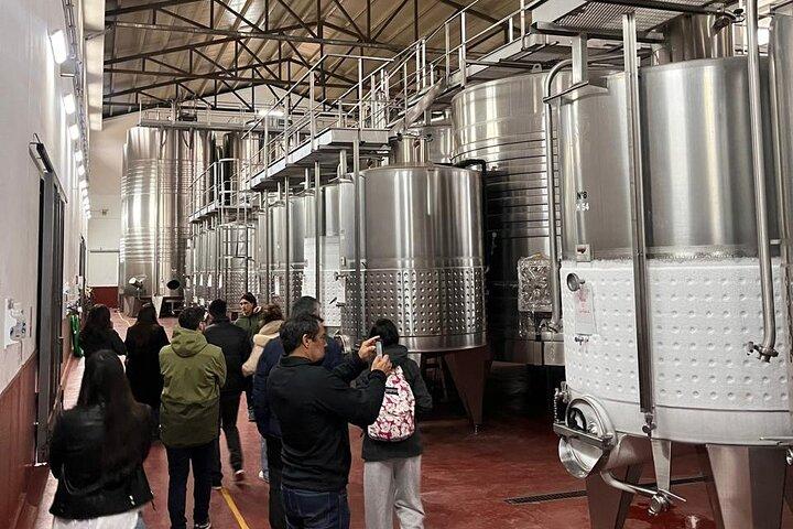 Numerose degustazioni presso 3 cantine e 1 uliveto
