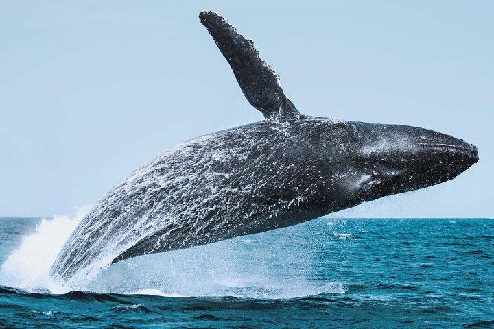 Avventura di Whale Watching a Cabo San Lucas