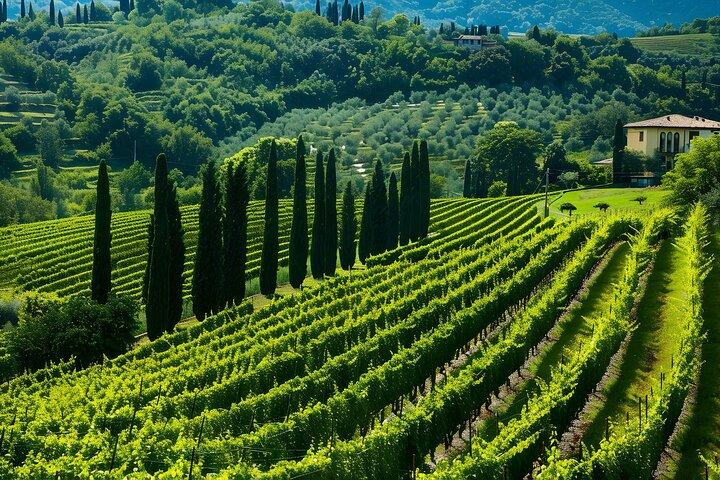 De Vérone : Demi-journée Valpolicella & Amarone Wine Experience