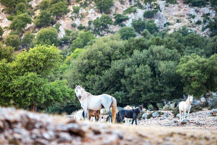 Kefalonia 4 × 4 Van Adventure Mount Ainos en Omala Valley Tour