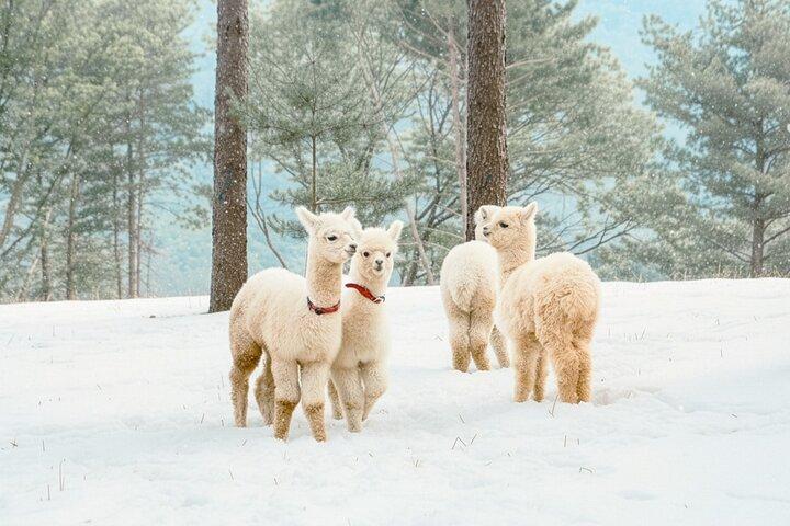 Alpaca, Nami, Eobi con Rail Bike o Fragola
