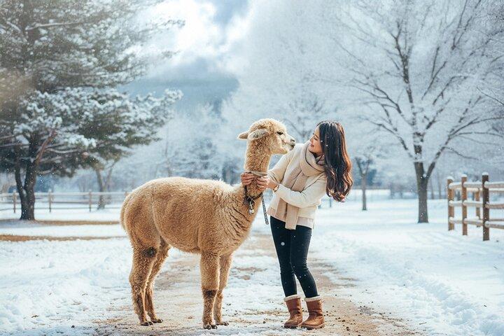 Alpaca, Nami, Eobi con Rail Bike o Fragola