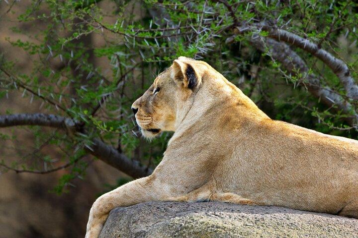 Arusha : 5 Días - Tarangire, Serengeti, Ngorongoro Big five Safari
