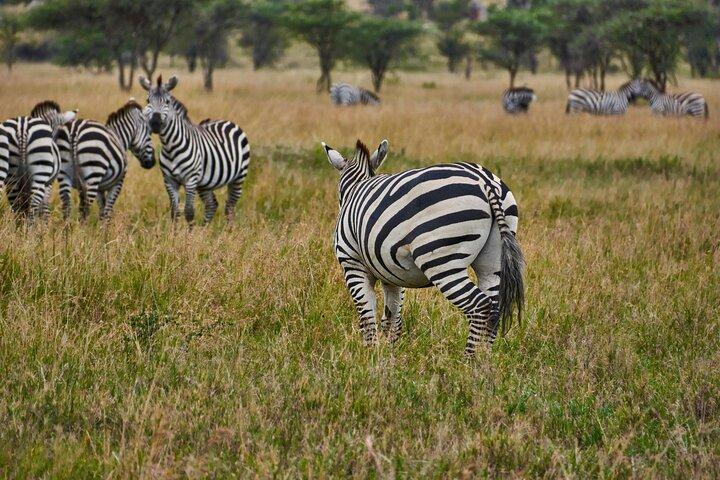 Arusha : 5 Días - Tarangire, Serengeti, Ngorongoro Big five Safari