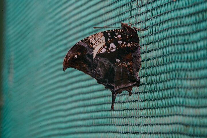 Hotéis em Samara Sloth Hiking & Butterfly Garden