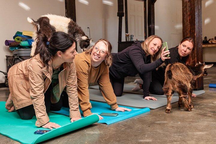 Goat Yoga Experience in Asheville