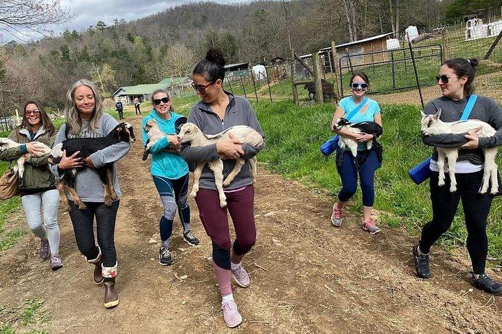 Goat Yoga Experience in Asheville