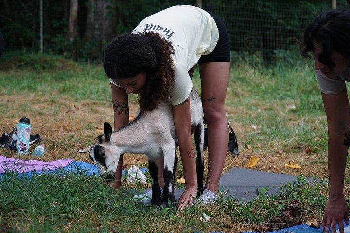 Goat Yoga Experience in Asheville