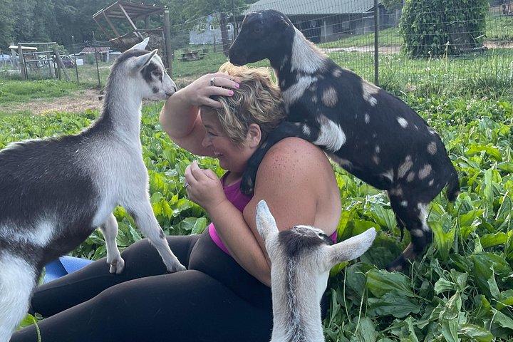 Goat Yoga Experience in Asheville