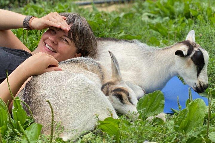 Goat Yoga Experience in Asheville