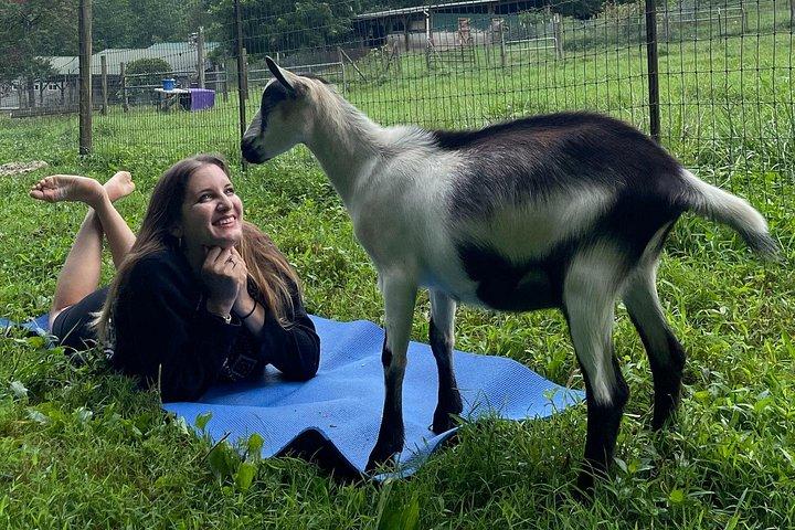 Goat Yoga Experience in Asheville
