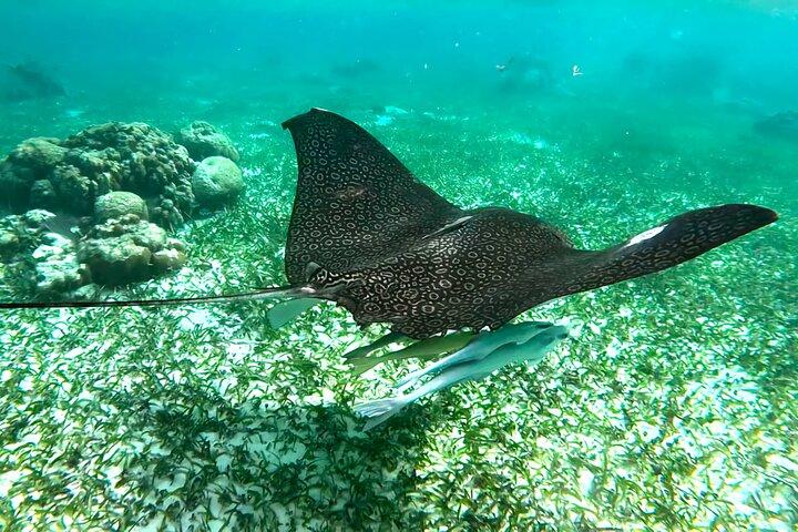 Schnorcheltour am Great Barrier Reef von Belize