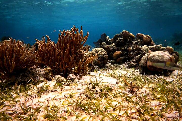 Schnorcheltour am Great Barrier Reef von Belize