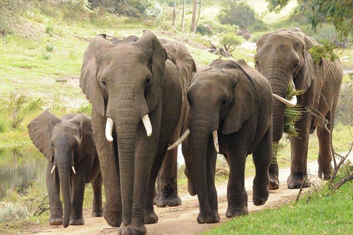 クルーガー国立公園サファリ＆パノラマルート3日間