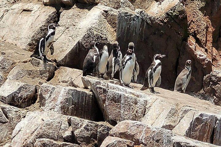 パラカス、バジェスタス諸島と国立保護区への1日ツアー