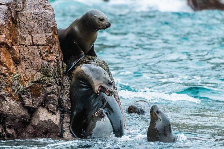 パラカス、バジェスタス諸島と国立保護区への1日ツアー