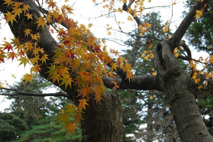 Visite privée d'une demi-journée à Kanazawa, jardin, château et geisha
