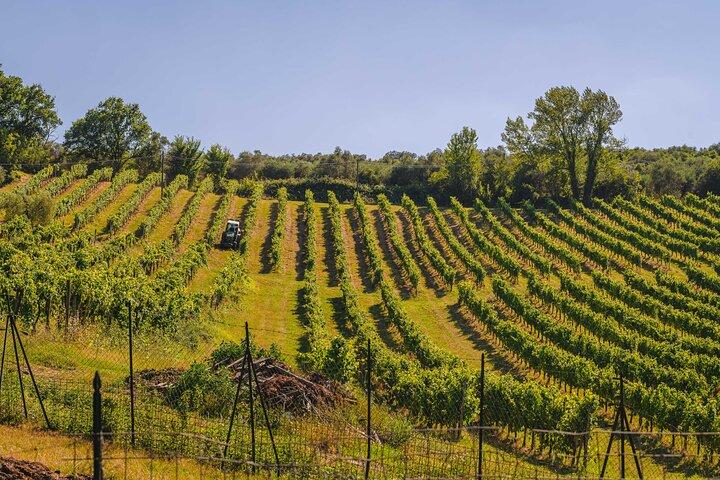 Picknick tussen de rijen Vernaccia di San Gimignano-wijnstokken