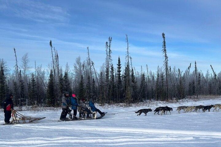 アンカレッジ発アラスカ犬ぞりアドベンチャーツアー