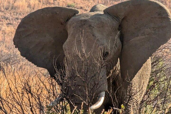 Da Johannesburg Giornata intera Safari al Parco Nazionale Pilanesberg