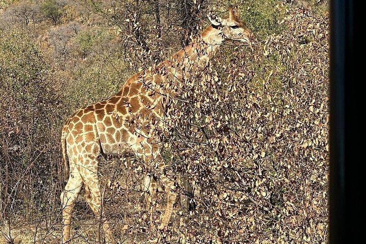 Da Johannesburg Giornata intera Safari al Parco Nazionale Pilanesberg