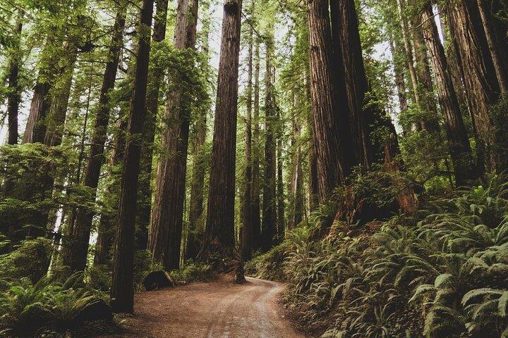 Redwood Forest, Santa Cruz Harbor 1-Day Trip from San Francisco