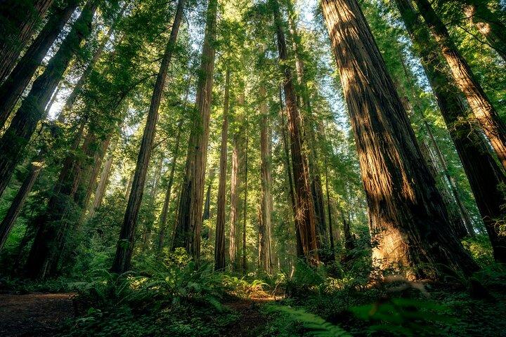 Redwood Forest, Santa Cruz Harbor 1-Day Trip from San Francisco